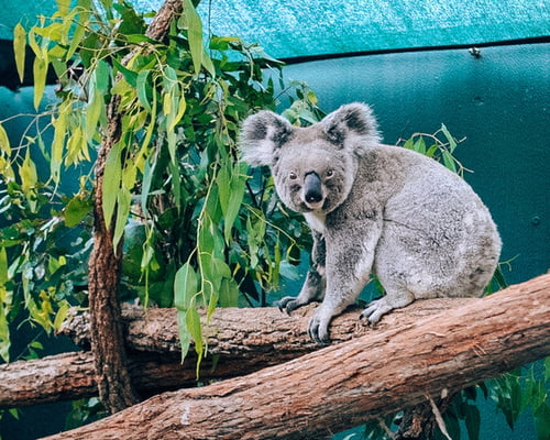 adottare un koala