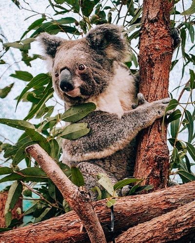 adottare un koala
