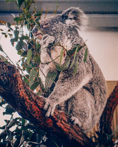 adozione elettronica di un koala
