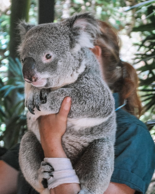 australia e koala