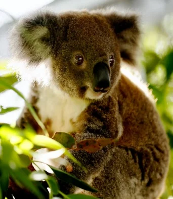 trevor koala